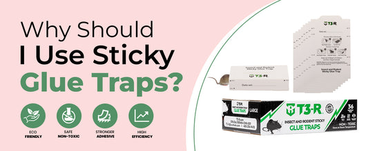 t3-r glue-traps